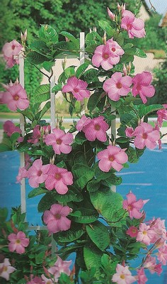 mandevilla